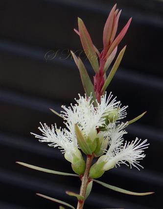  Flowering branch